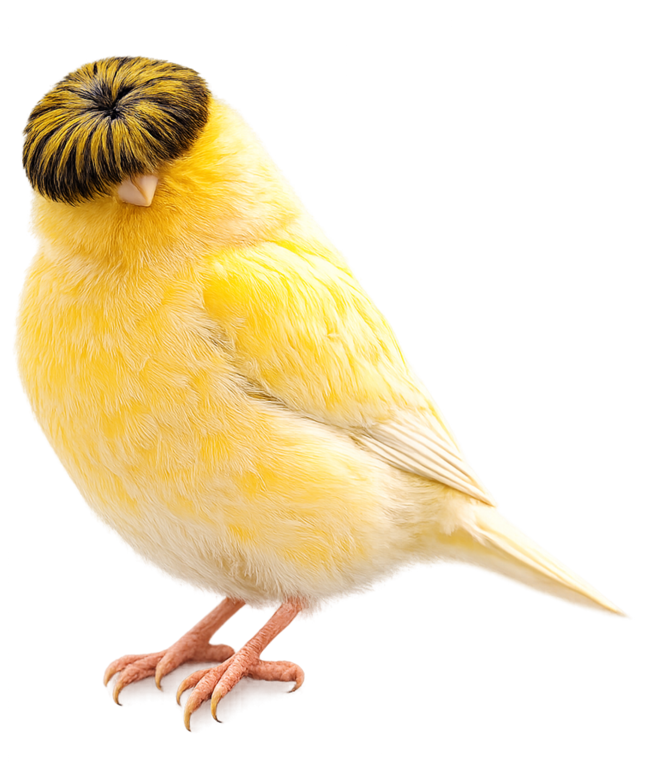 Cloucester Canary